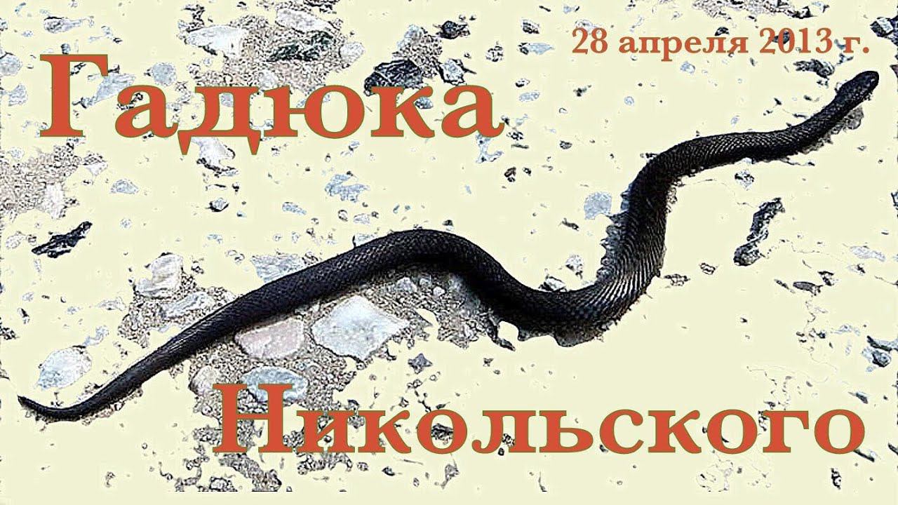 Гадюка Никольского 28 апреля 2013