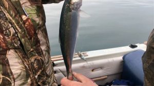 ЧЕРНОМОРСКАЯ СЕЛЁДКА/СЕВАСТОПОЛЬ/2020г