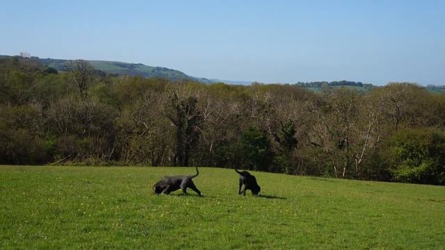 The Neapolitan Mastiffs Junior and Boo Trying to Catch A Ball