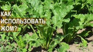 Технологиия получения сахара из сахарной свеклы. Как использовать сахарный жом. КФХ Колесниковых