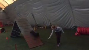 Скотч терьер ДЖЕССИКА аджилити