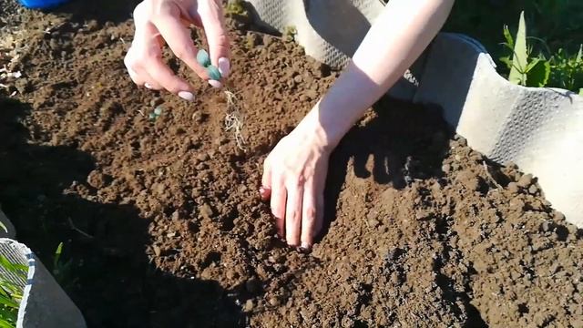 Семья в деревне. Посадка кабачков в открытый грунт в деревне. Пересадка петунии в кашпо. смотреть онлайн