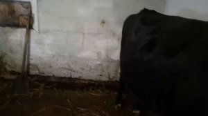 мои коровы в 7 и 8 месяцев стельности