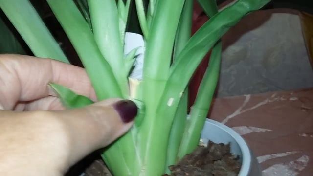 Как добится постоянного цветения орхидеи с помощью препарата НР101. смотреть онлайн