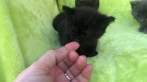 Munchkin kittens bulk grey & tuxedo