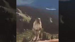 орущий сурок