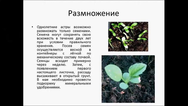 АСТРА ОДНОЛЕТНЯЯ смотреть онлайн