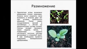 АСТРА ОДНОЛЕТНЯЯ