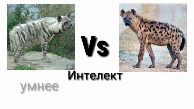 Полосатая гиена против Пятнистой гиены (кто же выйграет?) ч.о.обьязательно смотреть онлайн
