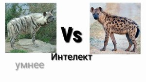 Полосатая гиена против Пятнистой гиены (кто же выйграет?) ч.о.обьязательно