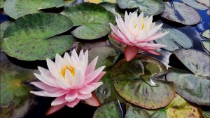 Нимфея Myra (Майра) кувшинка, waterlily, водные растения, пруд