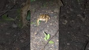 Самец жабулька сонный идёт ищет место на огороде и зевает )).mp4