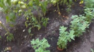 Как я избавился от белокрылки в теплице