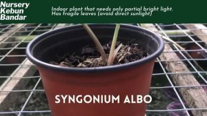 Nursery Kebun Bandar - Syngonium Albo Rare