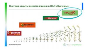 Как получить высокую урожайность ОЗИМОГО ЯЧМЕНЯ? Узнайте технологию получения отличного результата!