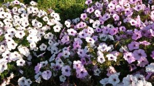 Geranium Petunia | England | British Summer | beautiful and relaxing |