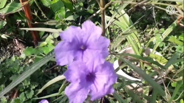 How to grow and care Mexican petunia flower/ plant смотреть онлайн