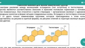 Липиды, стероидные половые гормоны. Тестостерон и эстрадиол