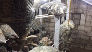 Вешенка! Грибы в домашних условиях! Мои способ выращивания Вешенки