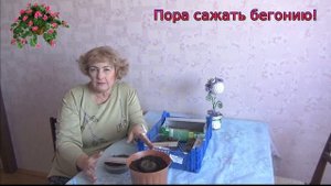 ???Когда сажать бегонию?Правильная посадка клубневой бегонии в феврале.???