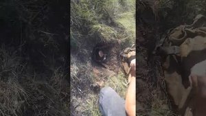Как ставить капканы на сурка.