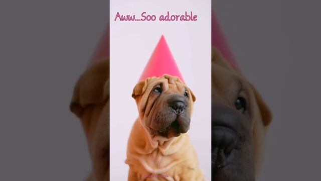 cute adorable dog video compilation|2021|#shorts #adorable #cutestdog #fun #dog #puppy #wrinkle