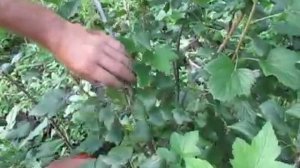 СМОРОДИНА. Летняя обрезка смородины