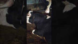 Здал бычка и лишай у телят