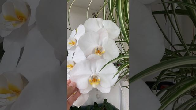 Орхідея фаленопсис Phal. Sogo Yukidian (Фаленопсис Сого Юкідан) смотреть онлайн