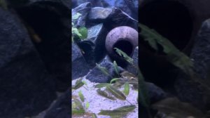 Аквариум для аксолотля. Уход за аксолотлем