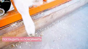 Городская ферма на ВДНХ