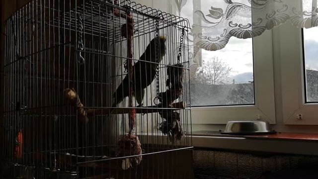 Попугай орет смотреть онлайн