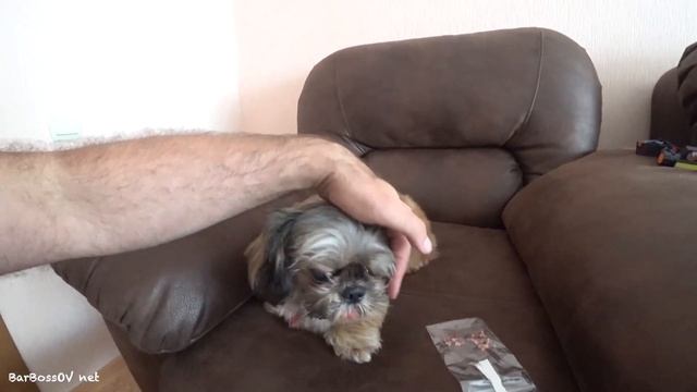 ЖЕСТЬ! Удалили 12 Зубов.Парадонтоз 3-4 Степени! смотреть онлайн