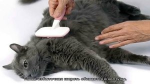 Кошка сильно линяет: что делать в таких ситуациях