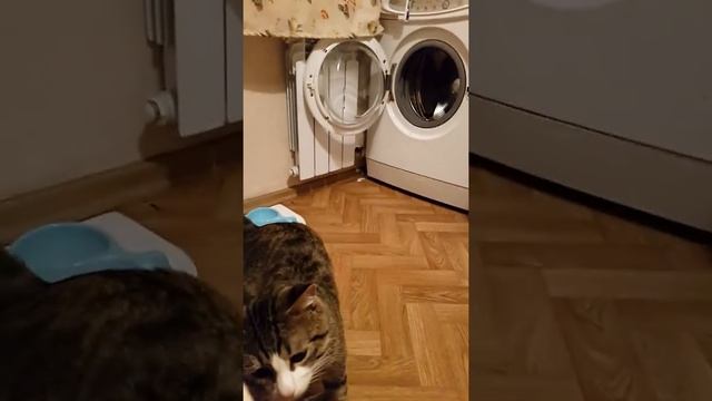 Васька пробует новые консервы "Мнямс" на основе тунца и курицы. смотреть онлайн