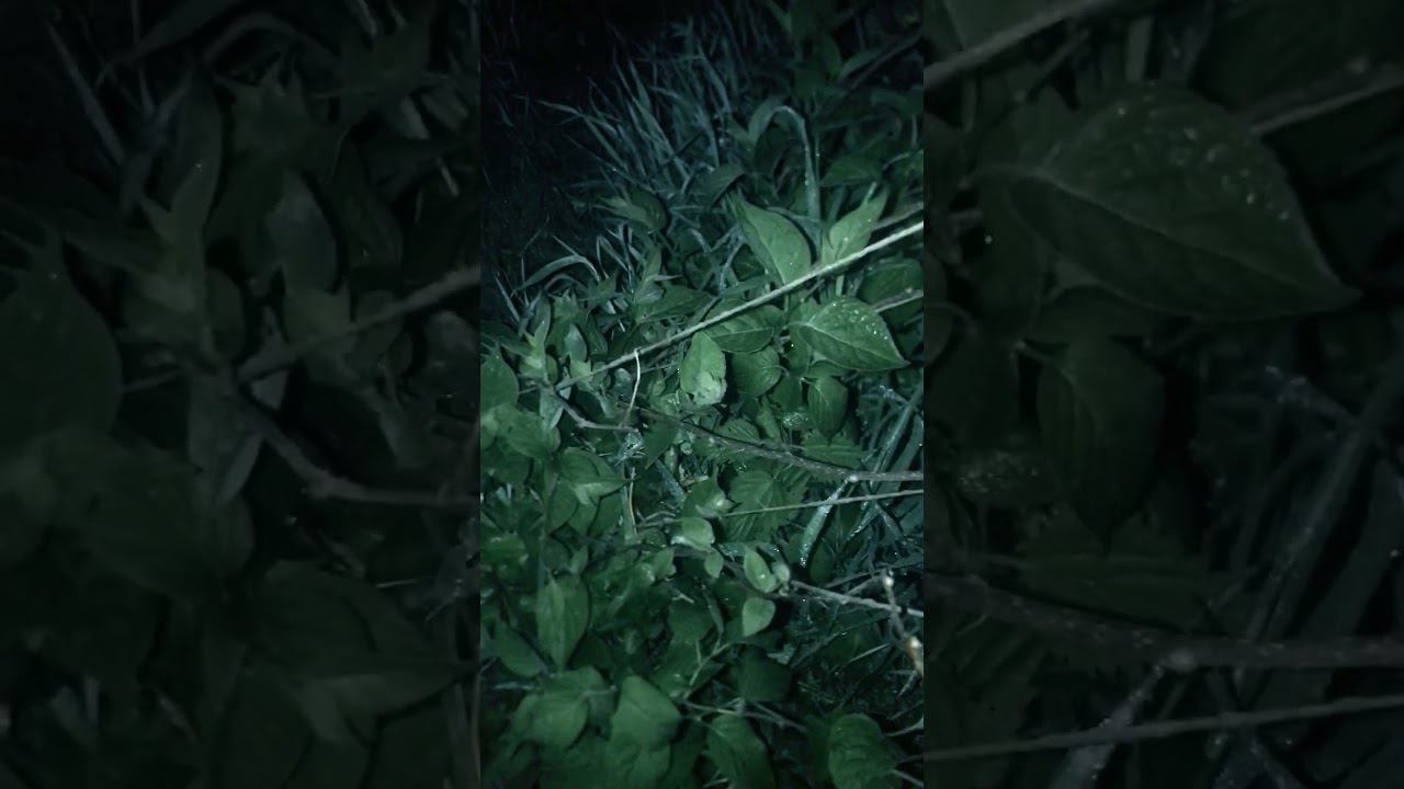 Беда, ночной заморозок в Тамбове! #shorts  #сад #дача #цветы #garden #заморозок