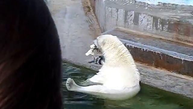 белый медведь смотреть онлайн