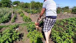 03/06/2022. Обработка междурядий картофеля | Carver Т-300.