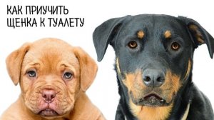Как приучить щенка к туалету на улице.