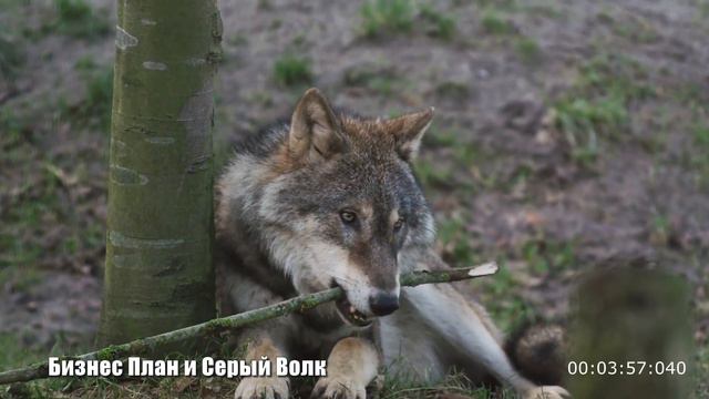 Бизнес план в селе или как Серый волк помог вернуть радость в жизни. Удивительные истории из Жизн смотреть онлайн