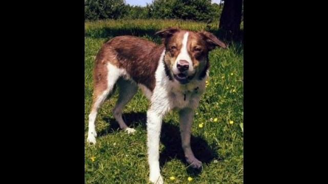 Java, Save Me смотреть онлайн