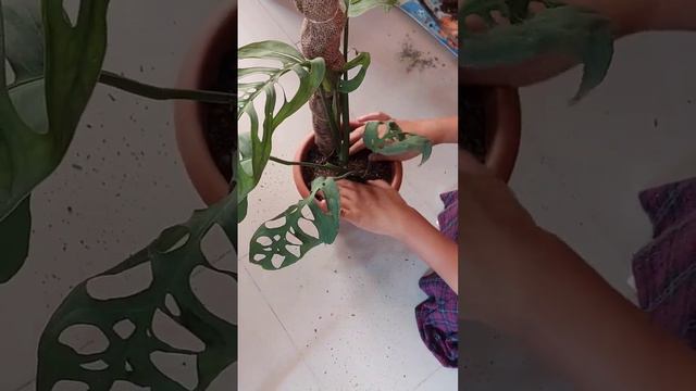 Monstera Plant Care - Installing Mosspole