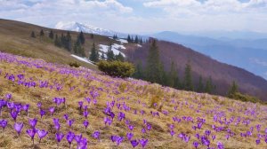 Exploring the Golden Spice: A Journey into the World of Saffron. @howtoacademy671