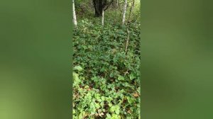за грибами.mp4