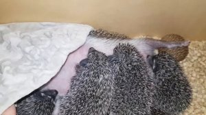 Мама ежиха с малышами