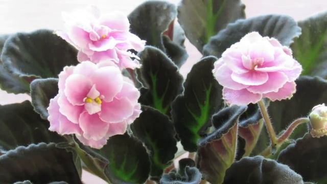 СКУДНОЕ ЦВЕТЕНИЕ У ФИАЛКИ, МАЛО ЦВЕТОВ Почему смотреть онлайн