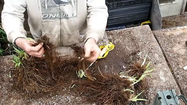 Dividing Hemerocallis middendorfii смотреть онлайн