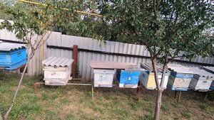 Поздние отводки пчел можно делать, но правильно! Замена плохих маток осенью! Сентябрь не зевай!