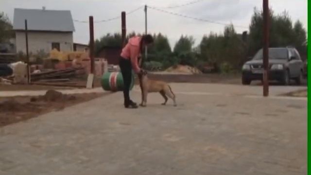 Хендлинг щенка бульмастифа смотреть онлайн