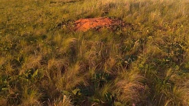 Степной сурок смотреть онлайн